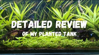 All about my lowtech planted aquarium [upl. by Solorac152]