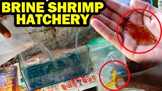 Brine Shrimp Hatchery at Home Easy Method  Vedha Fish Farm [upl. by Acirrehs]