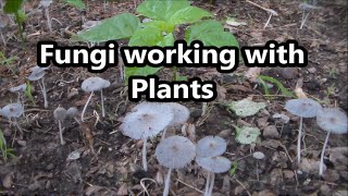 Fungi Symbiotic Relationship With Plants [upl. by Meredith]