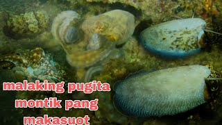 EP184 malaking pugita montik pang makasuot night spearfishing philippines [upl. by Annahoj]