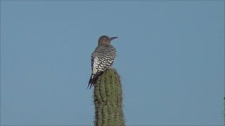 Greybreasted Woodpecker endemic to Mexico [upl. by Swayne]