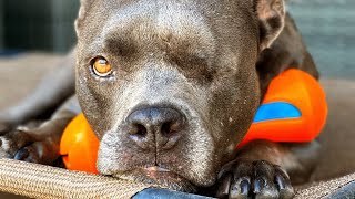 Lost dogs owner leaves her behind takes the male dog [upl. by Teeter]