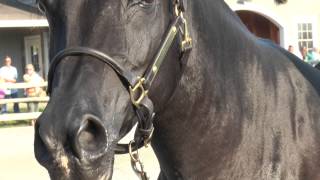 ThorneWood Farm Egyptian Arabian horses [upl. by Alix]