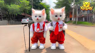 Kucing Lucu Dan Anak Kucing Mengeong Kompilasi Hd [upl. by Cressi]