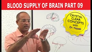 Blood Supply of Brain  Circle of Willis  Part 911 [upl. by Notsreik]