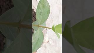 How to grow guava plants at home using unique Technique floriculture plants farming shorts [upl. by Attalanta]