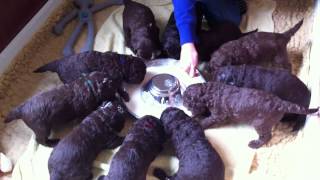 Nestje 2013  Week 3 video 2  Freonskip Australian Labradoodles [upl. by Zetrac368]