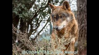 AULLIDO DE LOBO IBERICO 30 MIN  IBERIAN WOLF HOWLING 30 MIN [upl. by Candace]