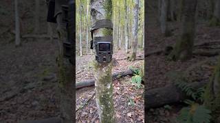 Technaxx Mini nature wild cam TX117 wildcamera wildanimals tx117 hunting [upl. by Bluefarb]