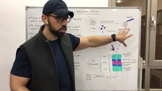 UbiquitinProteasome Pathway [upl. by Hackathorn]