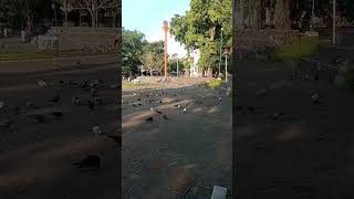 Burung Dara Bertebaran di Alunalun Kota Malang shorts burung alunalun [upl. by Aurelio]