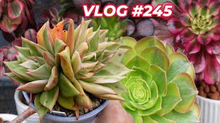 SUCCULENT GROWN Indoors VS Outdoors  VLOG 245  Growing Succulents with LizK [upl. by Tu]