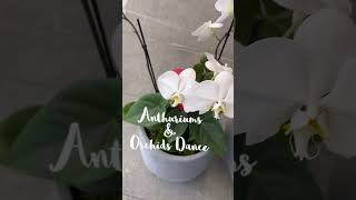 Exotic Elegance Anthurium and Orchid Plants in Breathtaking Harmony [upl. by Mastrianni303]