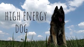 High Energy Dog  Belgian Shepherd [upl. by Hteboj]