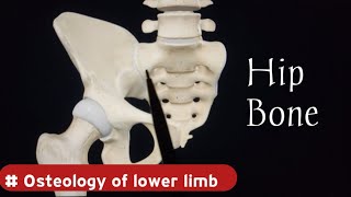 Hip Bone Anatomy  Osteology of Lower Limb  Doctor Speedy [upl. by Sharyl910]