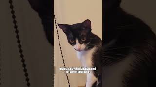 Les Chats et le Faucon  Une Rencontre Comique animaux shorts faucon chat [upl. by Ahtan]