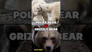 Polar Bear vs Grizzly Bear polarbear grizzlybear polarvsgrizzly battle [upl. by Yssak]