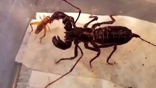 Giant Vinegaroon Whip Scorpion Eating [upl. by Nerland280]