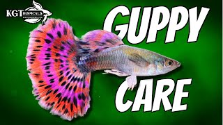 Guppy Fish Care 10 Things You Should Know About Guppies Great Beginner Fish [upl. by Ziul]