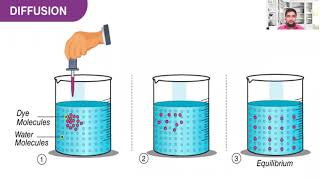 Diffusion Osmosis and Active Transport [upl. by Ynoyrb]