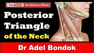 Posterior Triangle of the Neck Dr Adel Bondok [upl. by Aela]