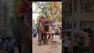 Hathi mere sathi  Hathi vedio shorts shortvideo elephantshortvideo elephant [upl. by Yereffej]