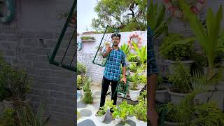 best plant stands for terrace garden balcony garden plantstand shorts [upl. by Nalim]