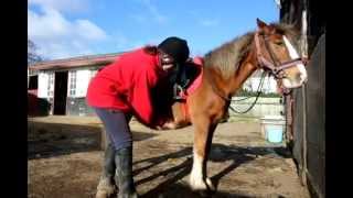 Queen Elizabeth Riding School in Chingford [upl. by Megen]