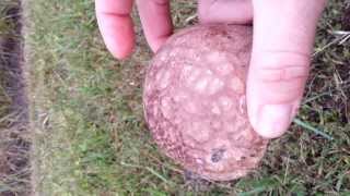 Mushroom Foraging Calvatia cyathaformis purplespored puffball [upl. by Nylatsirk]