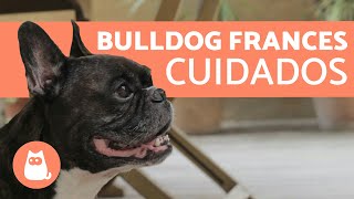 Cuidados del BULLDOG FRANCÉS [upl. by Onitselec170]