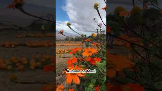 Best Pumpkin Patch on Maui Go to Kula Country Farm Maui [upl. by Sikram]