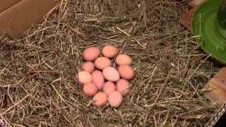 Setting fertile eggs under a broody hen [upl. by Inamik219]