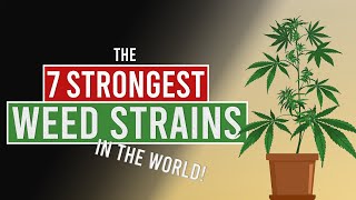 The 7 STRONGEST WEED Strains in the World [upl. by Oiliruam]