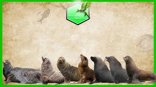 Seals Sea Lion and Wallruses Size Comparison Living Extinct [upl. by Troy]