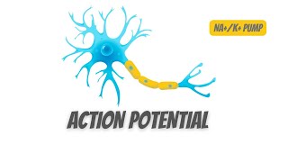 Action potential in Neurons and NAK pump [upl. by Alel]