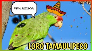 LORO TAMAULIPECO o Coronirroja Hablando 🦜 Cuidados Alimentación [upl. by Ileyan]