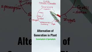 SporophyteGametophyteAlternation of Generation in Plants shorts sporophyte gametophyte [upl. by Berta391]