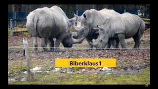 Nashorn Familie hat weiterhin einen guten Tag  Zoo Augsburg [upl. by Cloe]