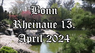 Bonn 13 April 2024 Rheinaue [upl. by Bertolde]