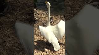 Spooked Whooper Swan [upl. by Lagiba]