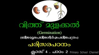 വിത്ത് മുളക്കല്‍ബീജമൂലംബീജശീര്‍ഷംബീജപത്രംപരിസരപഠനംക്ലാസ് 4  പാഠം 2EVSGerminationClass 4 [upl. by Howlend]