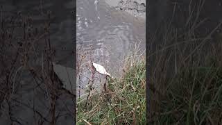 Feeding the lone swan in the River Mersey [upl. by Noma]