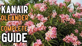 Oleander Nerium oleander Plant care Growing Tips and Complete Information in Urdu and Hindi [upl. by Iaoh]