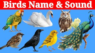 Easy Birds Name in English for nursery class  Birds singing  English vocabulary [upl. by Gerty]