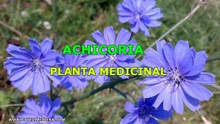 La Achicoria  Propiedades y Beneficios Medicinales [upl. by Culbertson]