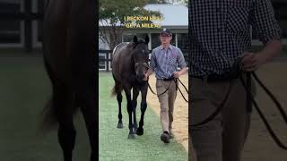 Snitzel x Showbeel colt from the Inglis Easter Sale to be trained by Bjorn Baker [upl. by Idisahc]