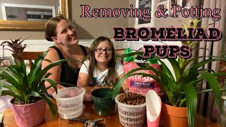 BROMELIAD PUPS Remove amp Pot Propagating Bromeliads [upl. by Pillsbury]