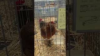 GALLINAS ARAUCANAS pets gallinas chicken gallinos aves birds bird birdslover gallinecute [upl. by Moria]