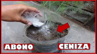 APRENDE A USAR LAS CENIZAS DE MADERA COMO ABONO CASERO PARA LAS PLANTAS [upl. by Eceertal]