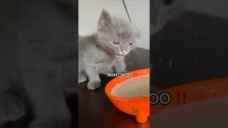 Noodles 🍜 learning to eat on his own 🥛😸 orphankitten babykitten rescuekitten [upl. by Ahsiuq]